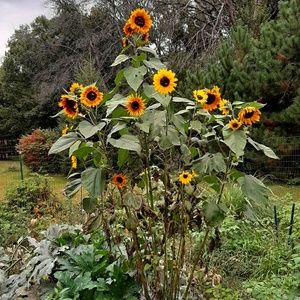 Meet your Posher, Roxanne